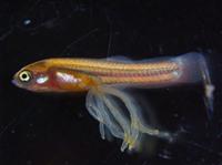 魚に“へその緒”? 京大が仕組み解明