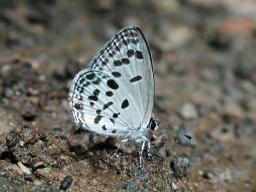 「絶滅危惧のチョウに配慮を」 熊本の発電所工事で学会
