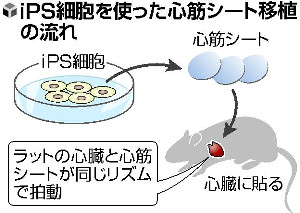 iPS心筋、正常に拍動…再生療法実現へ一歩 2015年01月27日 20時35分