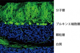 理研、ヒトES細胞から小脳の神経組織への分化誘導に成功