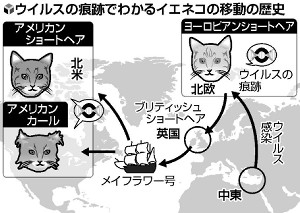 中東から世界へ、「イエネコ」1万年の旅 2015年02月03日 18時29分