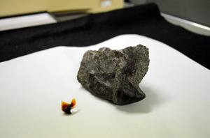 史上最大級イカ類の下あご化石発見 北海道の白亜紀地層