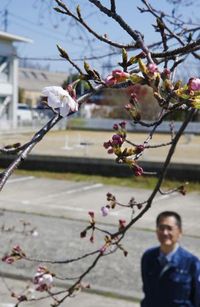ソメイヨシノ:「開花」 県内各地「いよいよ春到来」 松山 ／愛媛
