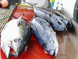 メバチマグロ:資源レベル「低位」 乱獲が深刻化