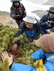 ニホンライチョウ:人工繁殖目指し卵採取 乗鞍岳・長野