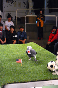 なでしこ6戦的中のオリビアちゃん、決勝予想は… 栃木