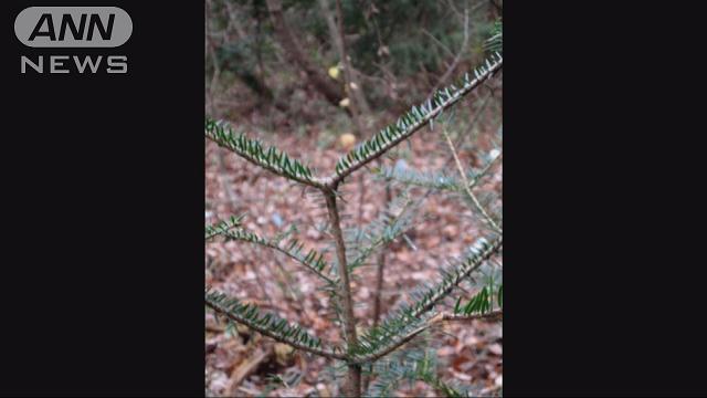 福島県のモミの木に異常 放射線の影響か