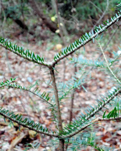 福島のモミの木に異変 放医研「放射線が原因の可能性」