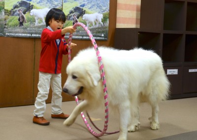 人気子役の寺田心「僕の３倍だ！」大型犬と共演
