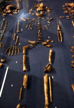 人類は手足から進化?南アの洞窟で新種人類化石 2015年09月11日 07時51分