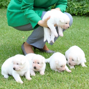 「石破派」２８日結成 参加議員は２０人前後