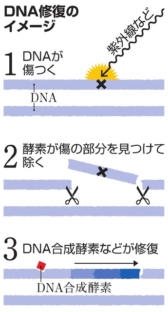 ノーベル賞：欧米３氏に化学賞 ＤＮＡ修復研究
