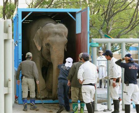 ３８歳の妊娠ゾウ、千葉に 国内最高齢出産に備え