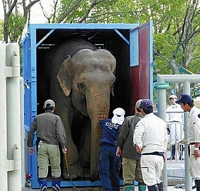 ３８歳ゾウ「アーシャー」出産へ旅立ち 2015年10月22日