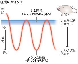 浅い眠り：記憶を促進 脳科学の謎、一端が明らかに 筑波大チーム、マウスで確認