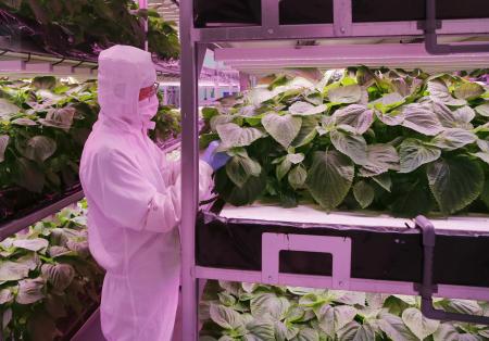 非飲酒の脂肪肝炎 エゴマ成分有効 名市大発表 2015年10月23日