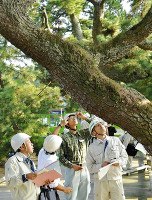 「龍の松」亀裂 伐採も検討 2015年10月24日
