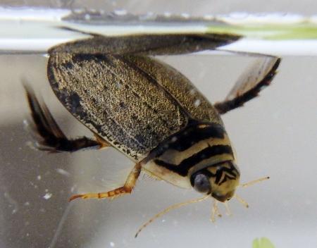 ヤシャゲンゴロウを初展示 福井に生息の絶滅危惧種