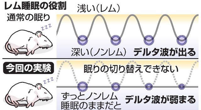 レム睡眠、記憶定着促す役割が確認される 筑波大など