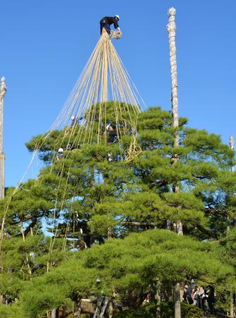 金沢・兼六園で雪づり作業 北陸の冬の風物詩