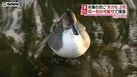 また「矢ガモ」２羽、同一犯か 兵庫・伊丹（兵庫県）