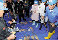 カニお出まし 港沸く…漁解禁 初せり最高値40万円 2015年11月07日