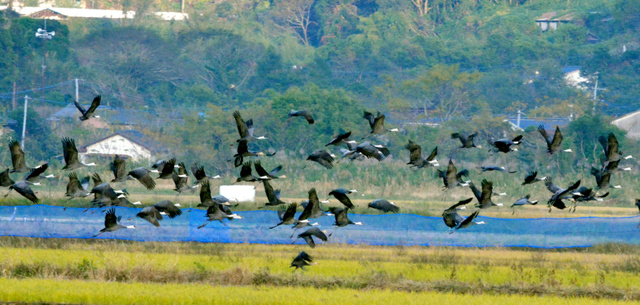 １９季連続の「万羽鶴」に 鹿児島・出水平野のツル飛来