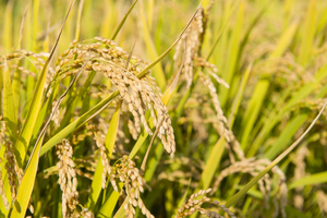 非コメどころの猛追で王者・新潟も逆襲へブランド米戦国時代を制するのは?