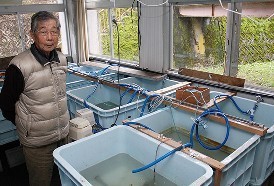 絶滅危惧種：ヤシャゲンゴロウの繁殖に成果 福井