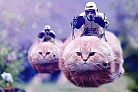 警官の代わりに「猫」投稿=ネットや報道も対テロで協力-ベルギー