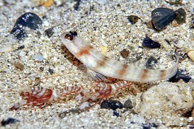 共生関係：ハゼはエビの「食事係」 巣穴でフン与え共生