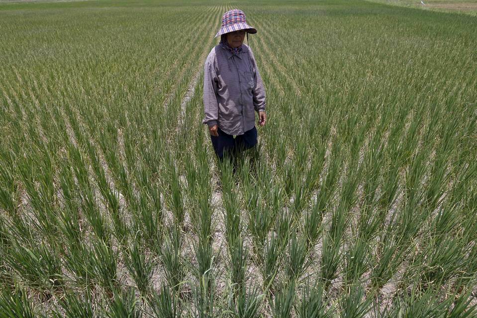 今年の世界平均気温、観測史上最高の公算大 2015年11月26日 11時40分