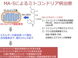 東北大、腎臓病患者の血液からミトコンドリア病の進行を抑える化合物を開発