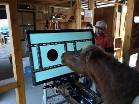 ウマ：図形知覚能力、ヒト・チンパンジー・イルカと類似