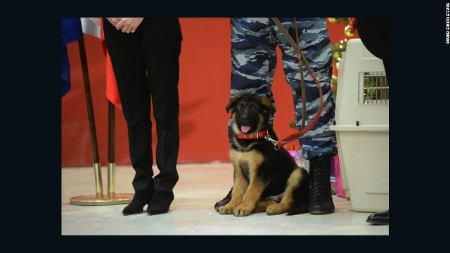 ロシア、フランスに子犬を贈呈 殉職した警察犬の後任に