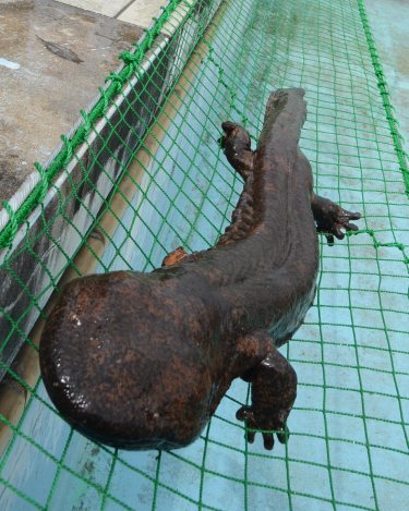 忍術に応用された生態 味はフグ似