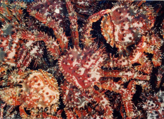 カニ返礼で寄付7億円 北海道・根室