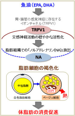 魚油の摂取で体脂肪が燃焼するメカニズムが明らかに - 京大がマウスで確認
