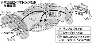 宍道湖のシジミ産卵、方角で差…環境適応の違い 2015年12月18日 16時17分