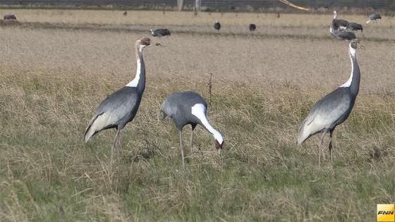最大越冬地・出水でナベヅルが鳥インフル陽性 2015年12月21日 22時52分