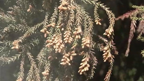 鳥取、広島で「かなり多め」＝来春の花粉飛散量—環境省