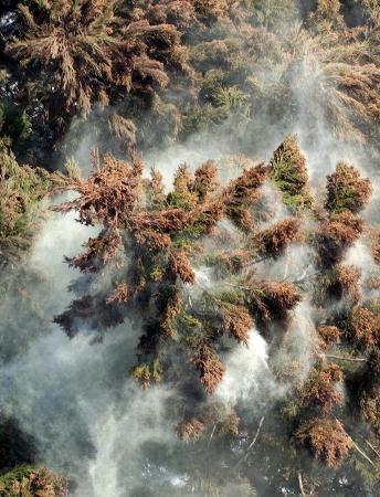 来年は早い始まりか 広島、米子でかなり多め
