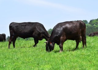 ＴＰＰは農業に影響を与えないのに不要な農業対策がなぜ行われるのか