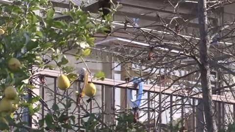 祖母殺害容疑で高２男子生徒を逮捕 「誰でもよかった」