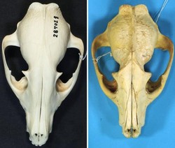 日本のタヌキは固有種 - 帯畜大、頭骨で裏付け補強