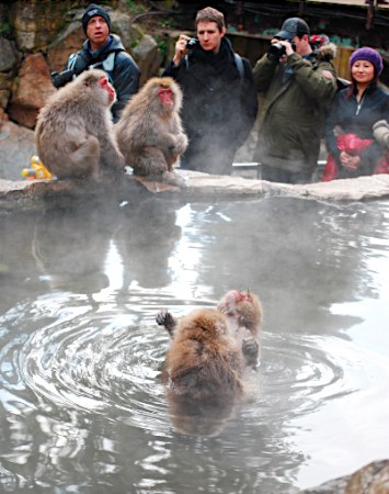 「温泉のサル」旅行者に人気=ネットで紹介、海外客急増—来年えと、賀状にも・長野