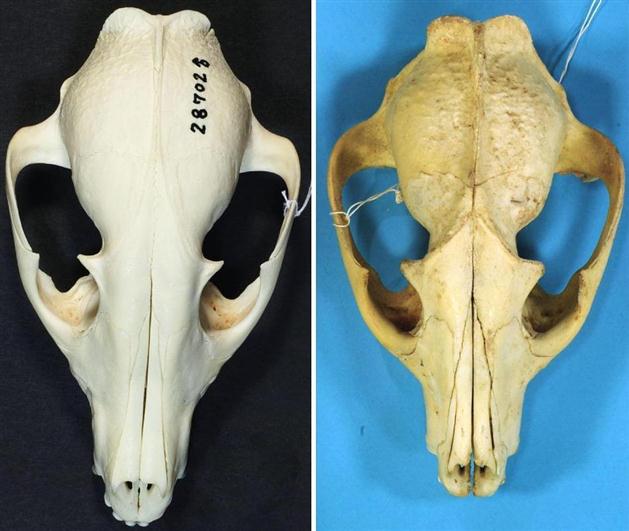 日本のタヌキは固有種 帯畜大、頭骨で裏付け補強