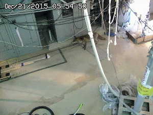 福島第一、原子炉建屋にキツネ…カメラに映る 2015年12月28日 20時39分
