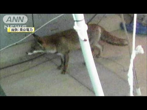福島第１原発、原子炉建屋内にキツネ？侵入