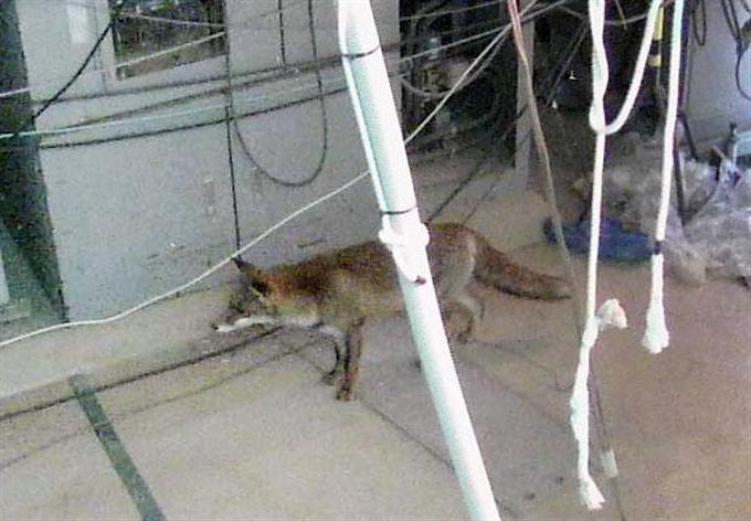 ２号機建屋にキツネ＝高線量、行方不明に－福島第１